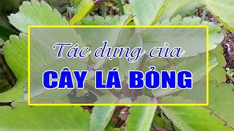 ĐIỆN BIÊN - Tác dụng của cây lá bỏng | Vị thuốc quanh ta