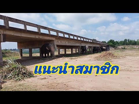 แนะนำสมาชิกใต้สะพาน คับที่อยู่ได้..คับใจอยู่ยาก(เพื่อความบันเทิง) - YouTube แนะนำสมาชิกใต้สะพาน คับที่อยู่ได้..คับใจอยู่ยาก(เพื่อความบันเทิง) - Youtube