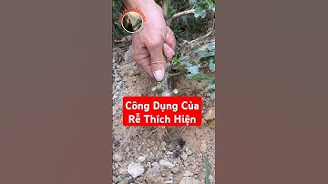 Bạn đã biết công dụng tuyệt vời của Rễ Thích Hiện chưa?