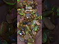 Dark base polished opal