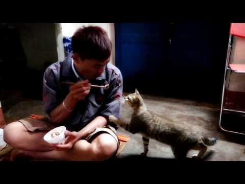 Video Trêu mèo (troll the cat) - youtube