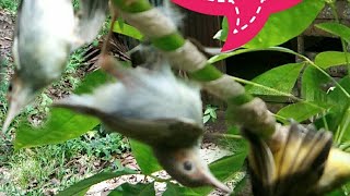 Mikat Burung Prenjak Dan Kolibri Getah Pulut