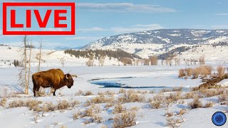 🌎 LIVE Yellowstone National Park!