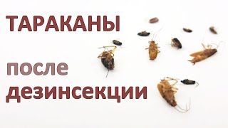 Что делать после дезинсекции от тараканов? Советы от мастера в Санкт-Петербурге.