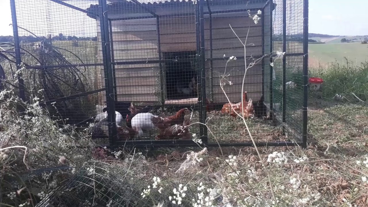 Kaz Yetiştiriciliği Karlı mı ?