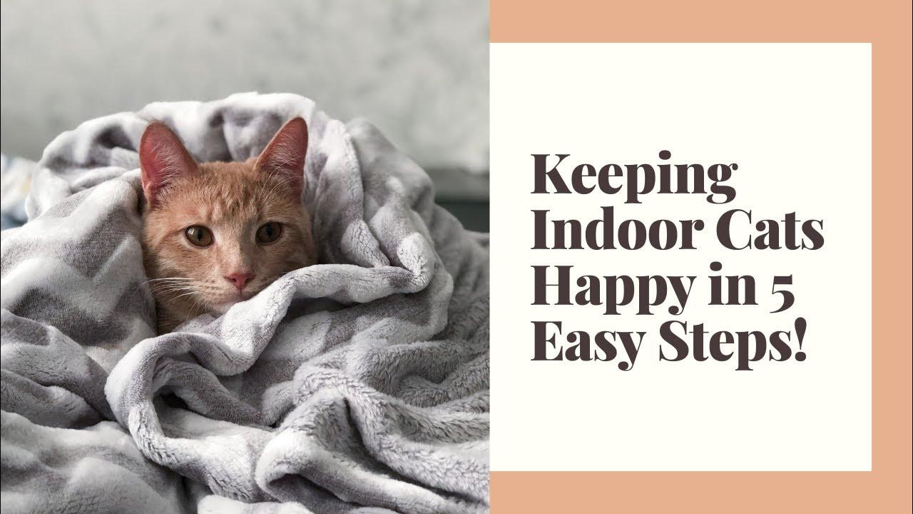 How to Keep Indoor Cats Happy 5 tips for Cat owners YouTube