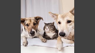 Rhythm of Restful Paws