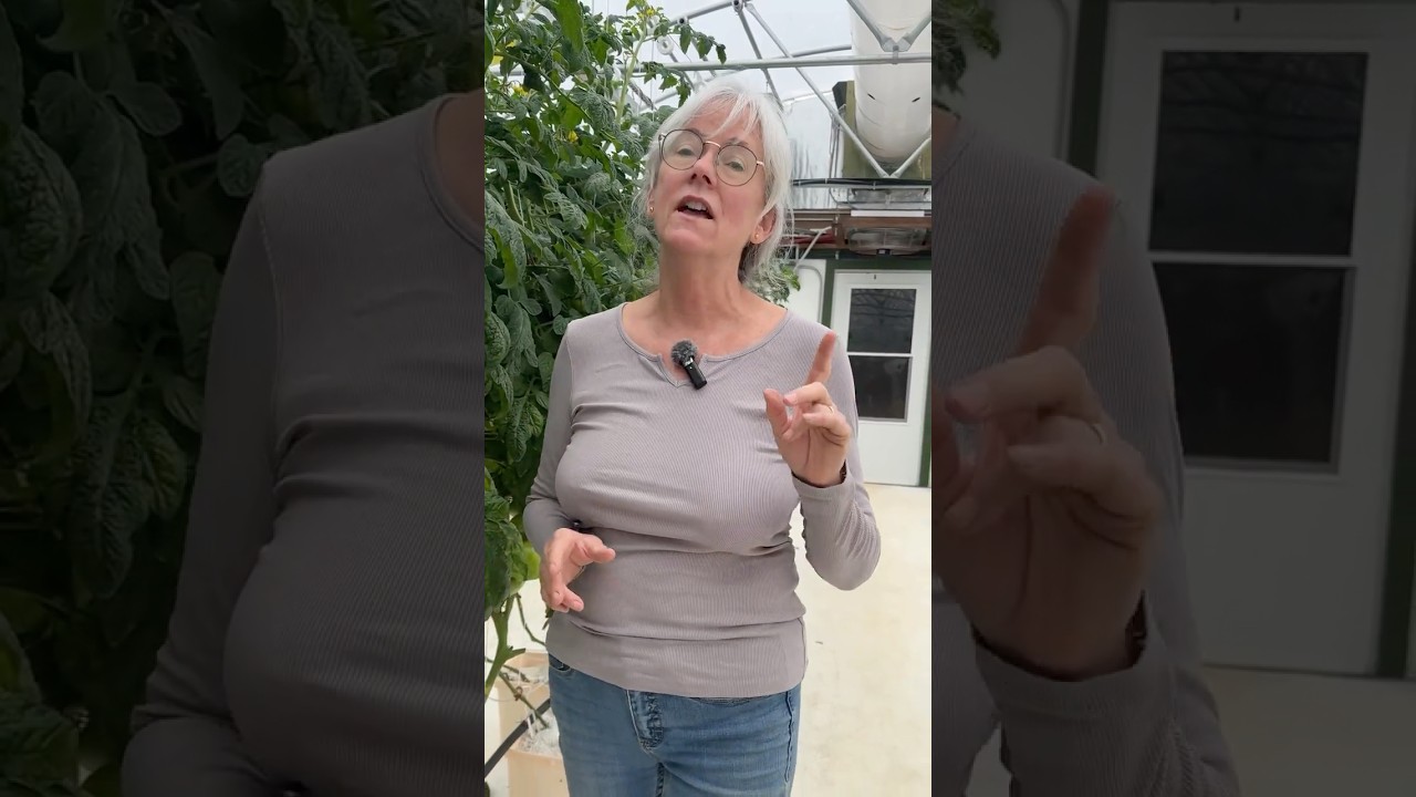 Humidity nightmare after the flood #gardening