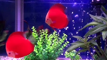 Cá Dĩa Đỏ Đẹp Nhất Thế Giới ( Best Champion Red Ruby Discus Fish of the World