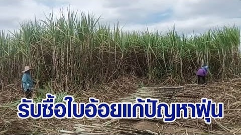 โรงงานน้ำตาล ประกาศรับซื้อใบอ้อย 800 บาท/ตัน ช่วยแก้ปัญหาฝุ่น PM 2.5