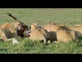 Wild Extracts Live: Masai Mara