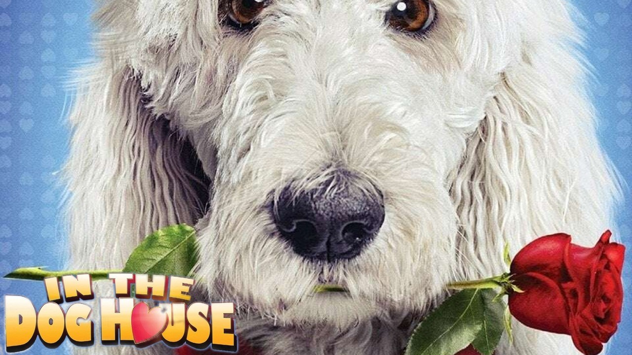 In the Dog House 2014 Film | Kim Hamilton, Matt Masella, Alana Baer, Logan Dondanville | Film Review