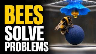Bumble Bees Just Solved a Human-Style Test