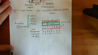 Intestinal Stem Cells Part 6