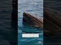 Researchers and Whales Observe Each Other #shorts