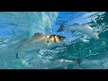 Λαβράκι Teaser Get in!