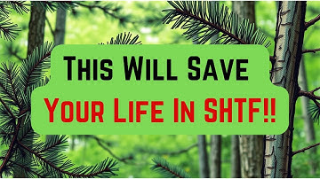 Survival Hacks: Pine Trees Will Save Your Life!
