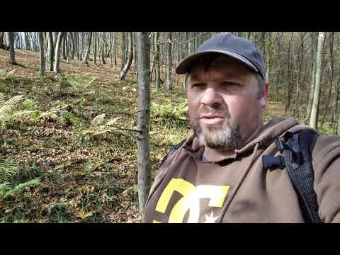 Сравнение опенка ложного серно-желтого с чешуйчаткой золотистой
