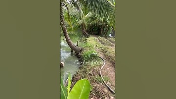 Câu cá lóc bằng con vịt sắp đẻ | Fishing and Relaxation | #fishing #câucá #giảitrí #miềntây #shorts