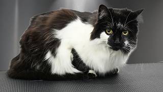 I've Never Groomed a Cat That Looked Like This Before