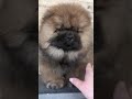 Chow chow puppy