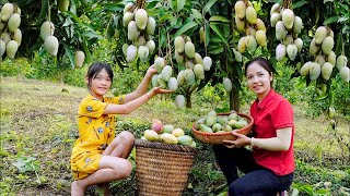 Harvest Mango Garden Goes To The Market Sell - Make Pickled Mango - Hanna Daily Life