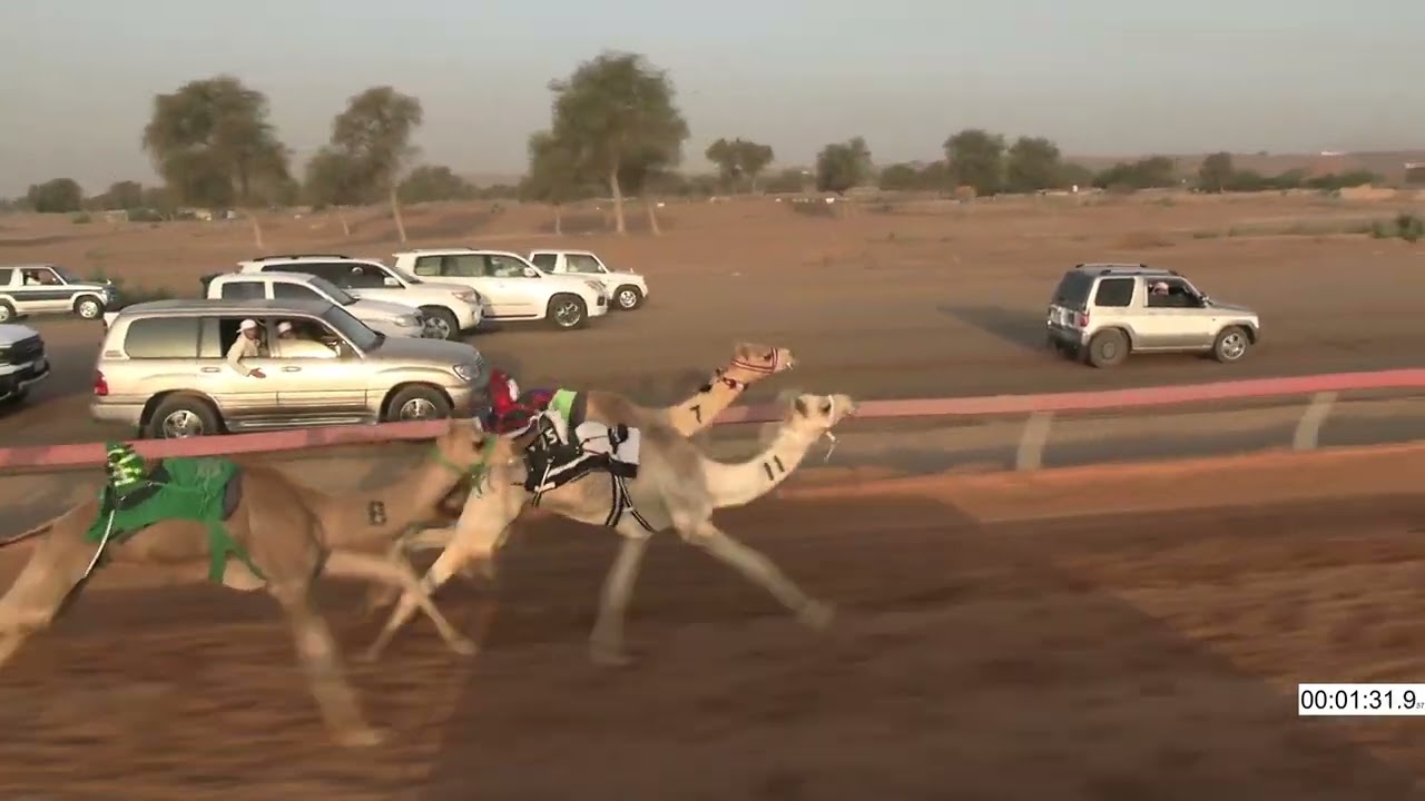 R8 13 4 2024F الشوط (8) شوق للسيد/ خليفه علي بن حمد الكيبالي