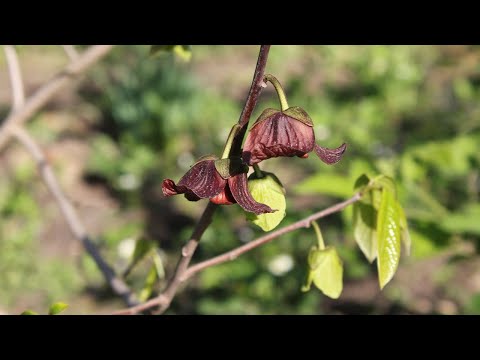 Video: Unakrsno oprašivanje avokada - Unakrsno oprašivanje drveća avokada