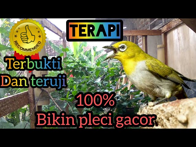 Terapi pleci gacor - semua pleci akan gacor denger ini - 1jam class=