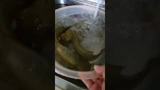 Lele Hidub Di Baskom