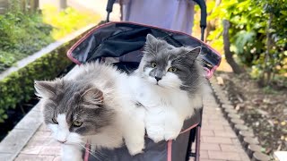 Uncovering the true identity of the elegant Scandinavian cat, the Norwegian Forest Cat! ️ by Talking weegieTV Richard 159 views 7 months ago 3 minutes, 32 seconds