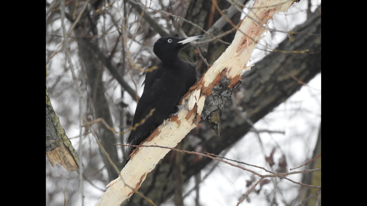Dzięcioł czarny 11.01.2026  Świdnica