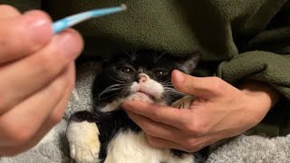 もんたの歯磨きの参考動画！やってみてね♪【猫の歯磨き】