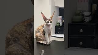 Devon Rex Cat breed