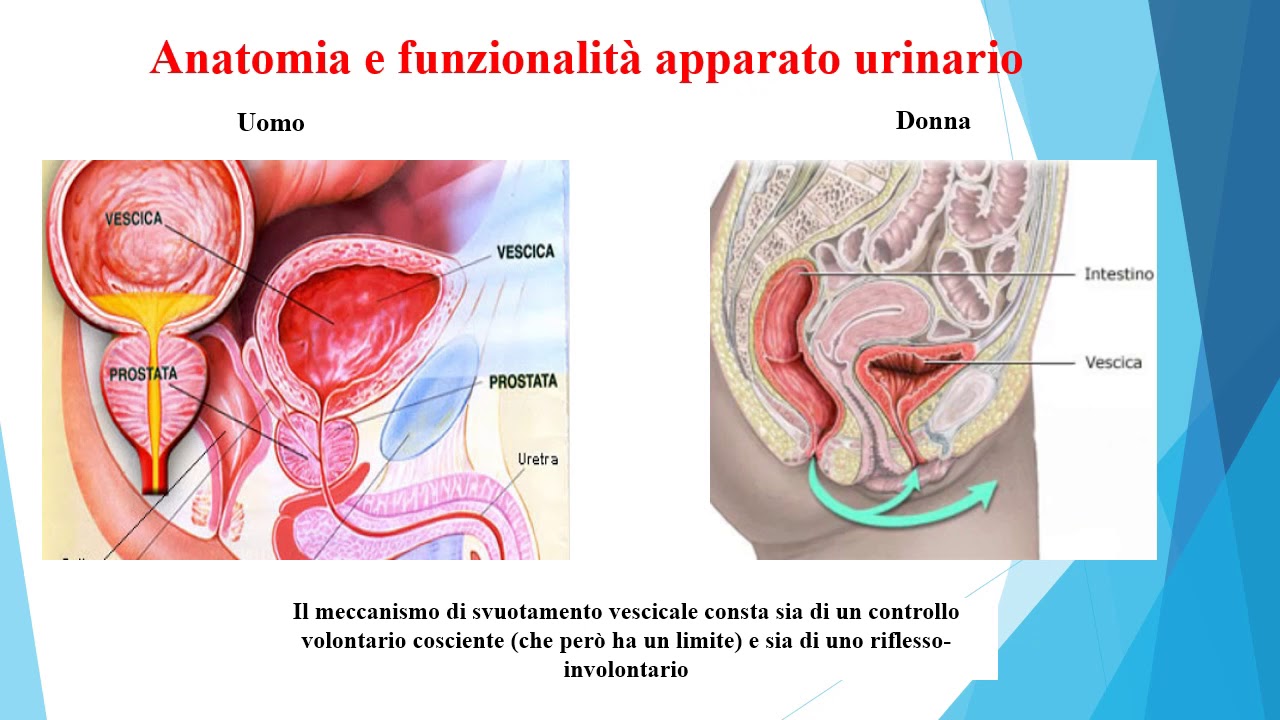 Apparato urinario e cateterizzazione