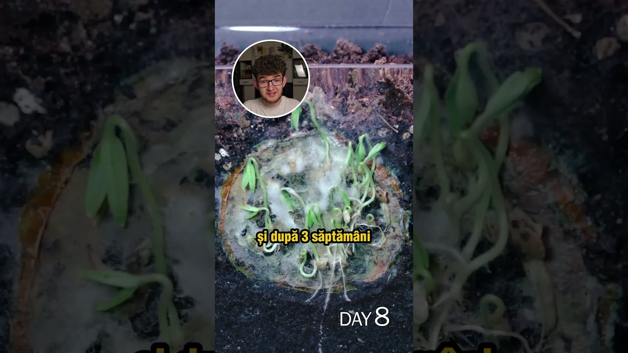 In cat TIMP se fac ROSIILE? (Alex Hada Reacts) 