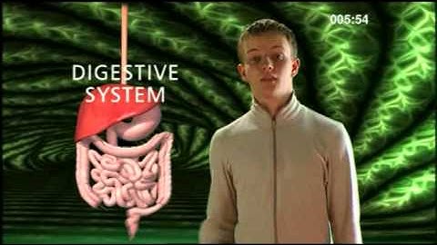 Cell Tissue Organ System Organism - BBC Curriculum Bites