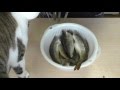 氷下魚(カンカイ)の一夜干し