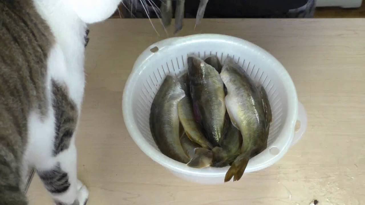 氷下魚 カンカイ の一夜干し Youtube 氷下魚 カンカイ の一夜干し Youtube