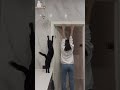 1001 khoảng khắc hài hước của Mèo con #shortvideo #shorts #short