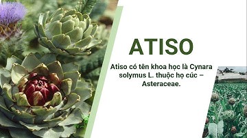 HIỆU ỨNG MORPH TRONG POWERPOINT- BÀI THUYẾT TRÌNH: CÂY ATISO- Đào Vân Anh