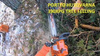 Arborist pine tree removal small dropzone next to powerline | Husqvarna 390XPG & T540XP Mk2 by patkarlsson 9,898 views 1 year ago 15 minutes