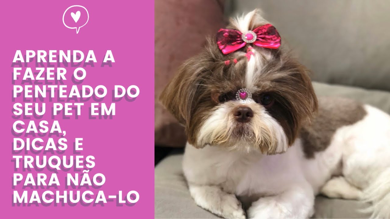 Como fazer penteado no seu cachorro em casa sem machuca-lo: dicas e truques  - thptnganamst.edu.vn