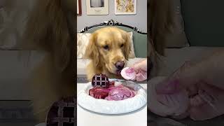 The golden retriever's immersive eating of exploding goat balls is so stressrelieving#shorts