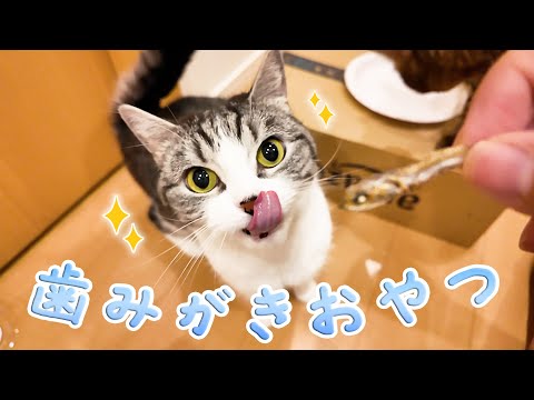 歯みがきおやつで歯をみがく猫たち