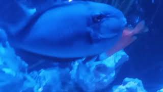 Bignose Unicornfish (Naso vlamingii)
