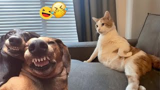 Best Funny Animals 2024😽Funniest Dogs and Cats😸🐶#3