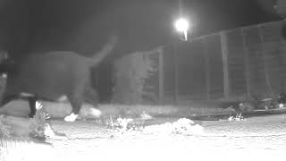 Blink XT outdoor night test video