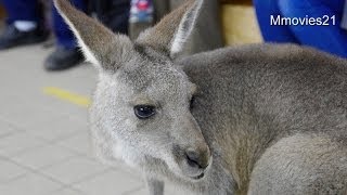 カンガルーのお散歩体験(円山動物園)~Eastern Grey Kangaroo