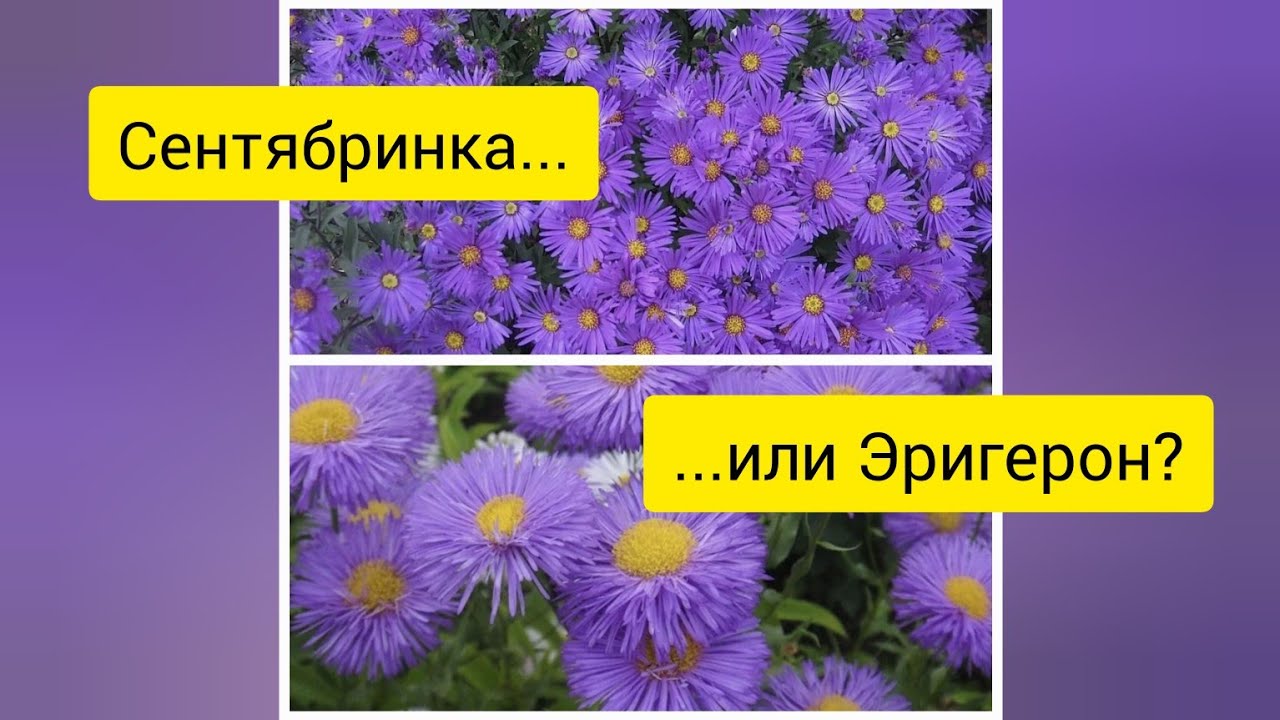 СВЕТОГОРСК!😯Что изменилось на ПЛОЩАДИ!😨ПРАВЫЙ БЕРЕГ НЕ УЗНАТЬ!🙄Сею ...